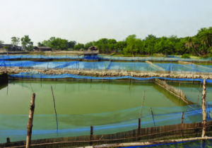 Mud Crab Farming