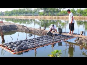 Mud Crab