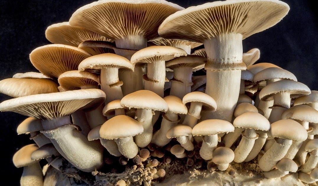 Mushrooms Cultivation