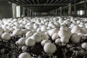 Mushroom Farming