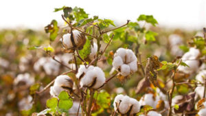 Organic Cotton