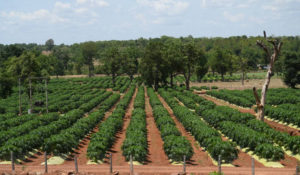 Papaya Nursery