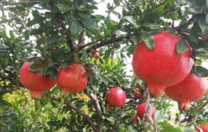 Bunches of Pomegranates