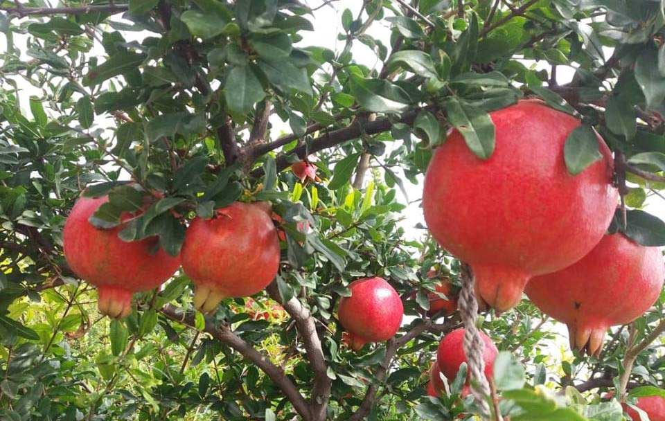 Pomegranate Farming