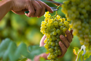 Grapes Crop Damage