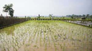 Kerala farmer made plantation machine made of jugaad 