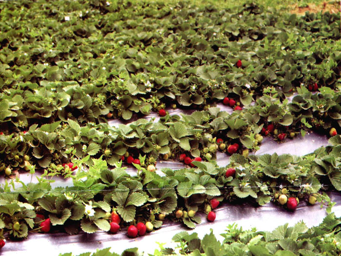 Strawberry Cultivation