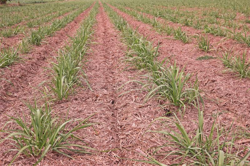 Weed Management in Sugarcane