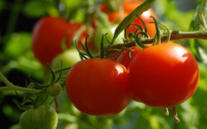 cultivating tomatoes