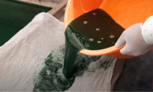 Spirulina Farming