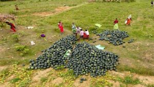 Watermelon Farmers