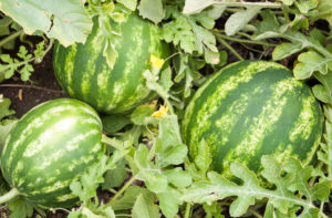 Watermelon Cultivation