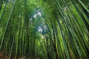 bamboo processing units