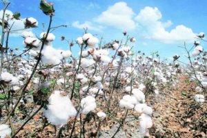 cotton production