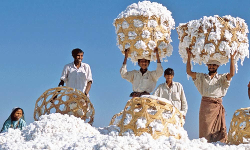 Cotton Price