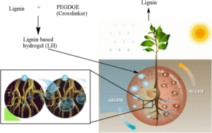 Hydrogel Mechanism