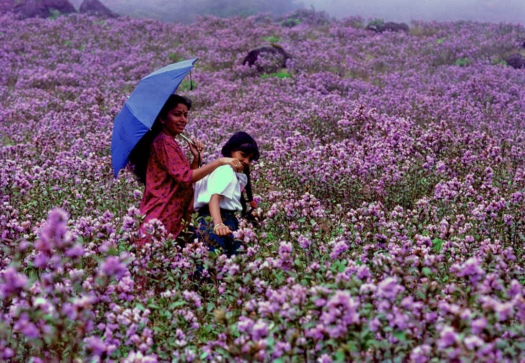 Neelakurinji Flowers