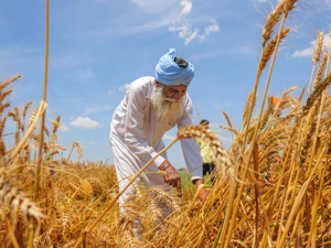 Haryana Farmer