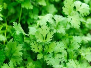 Coriander Benefits