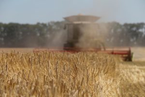 Wheat Procurement