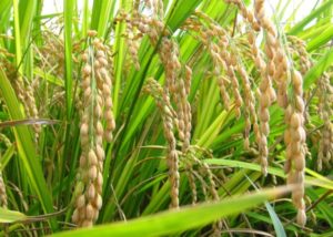 Paddy Procurement