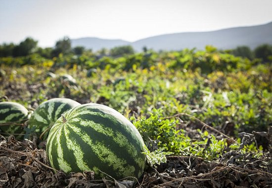 Watermelon Farmers