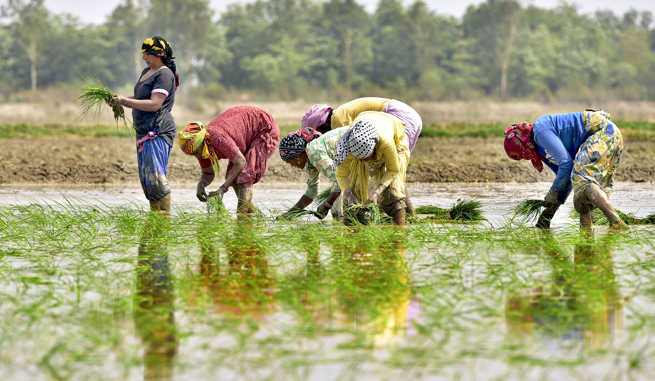 Natural Farming