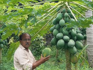 Papaya Farming