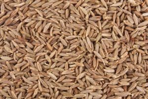 New cumin variety