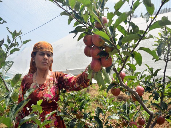 Kashmir Apple