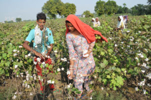 cotton production