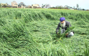 Haryana Farmers