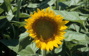 sunflower crop