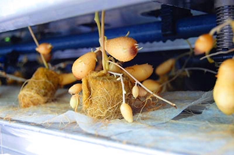 Aeroponics Farming