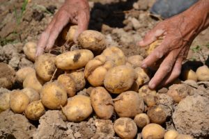 storing potatoes