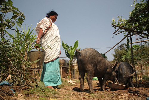 Pig Farming