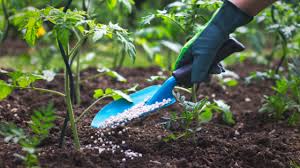 Care During Application of Chemical Fertilizers