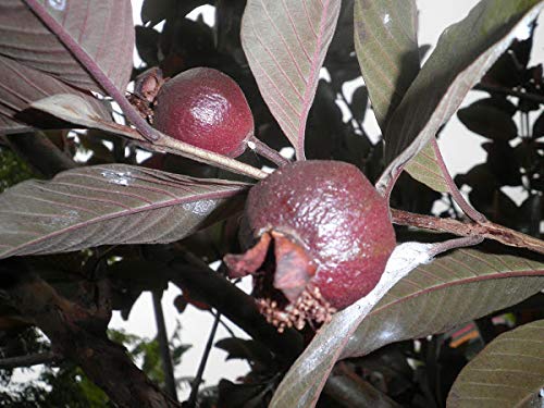 Black Guava