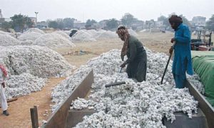 Cotton Price