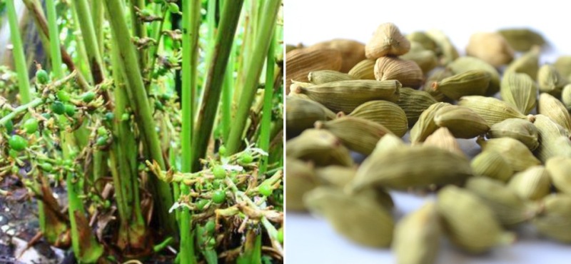 Cardamom Cultivation