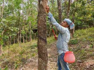 Rubber Plantation