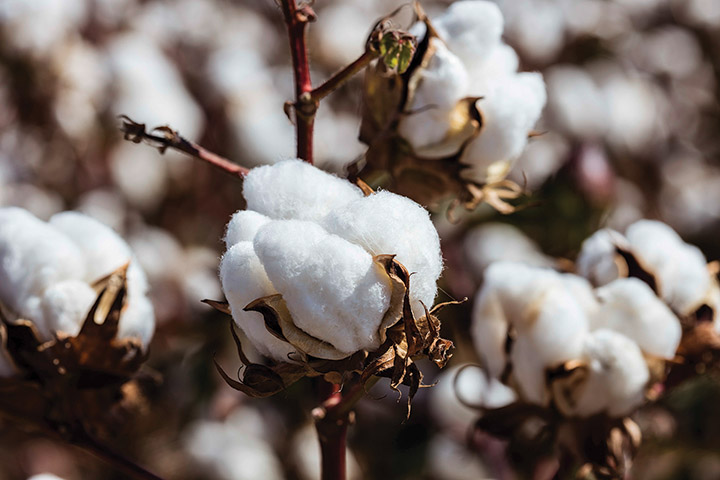 Cotton Varieties