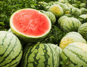 Watermelon Farming