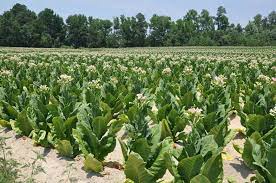 Aphids, Thrips in Tobacco Crop