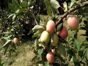 Apple Cultivation in India