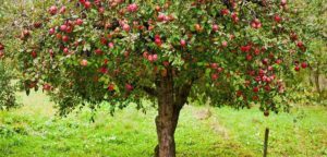 Apple Farming Cultivation Techniques in India