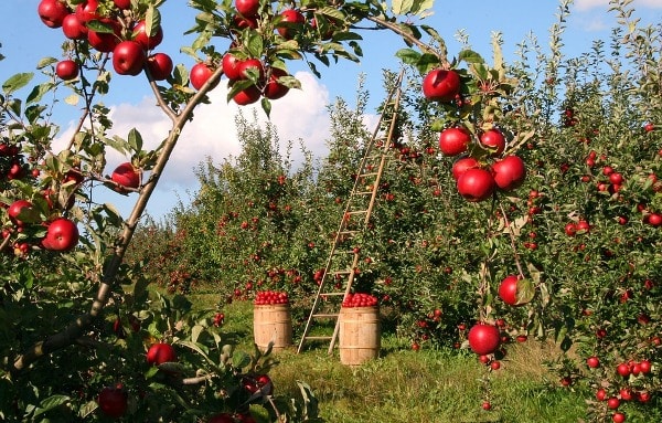 Apple Farming