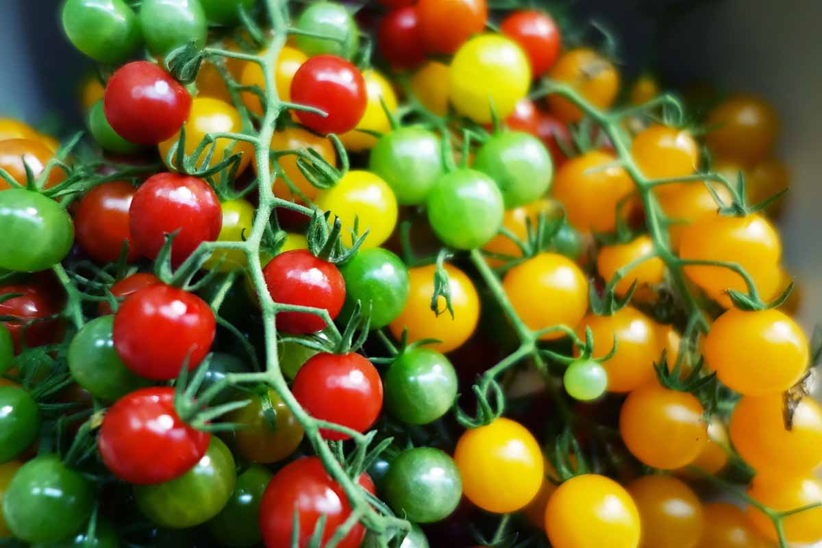 Pink and Yellow Tomatoes