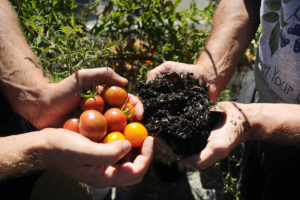 Biochar Production