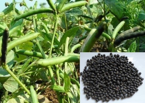 Black Gram Cultivation